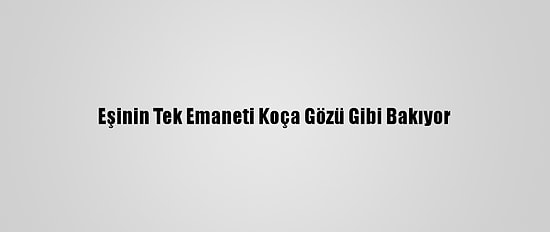 Eşinin Tek Emaneti Koça Gözü Gibi Bakıyor
