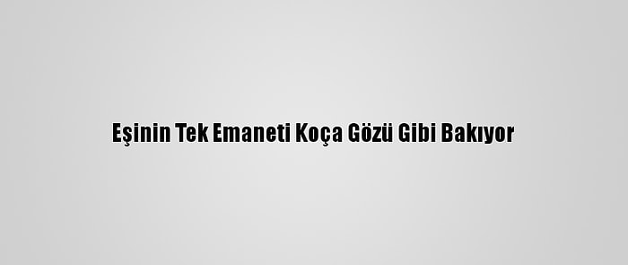 Eşinin Tek Emaneti Koça Gözü Gibi Bakıyor