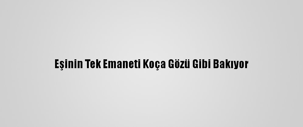 Eşinin Tek Emaneti Koça Gözü Gibi Bakıyor