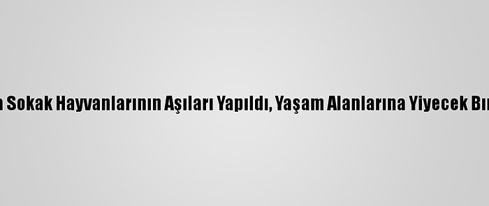 Van'da Sokak Hayvanlarının Aşıları Yapıldı, Yaşam Alanlarına Yiyecek Bırakıldı