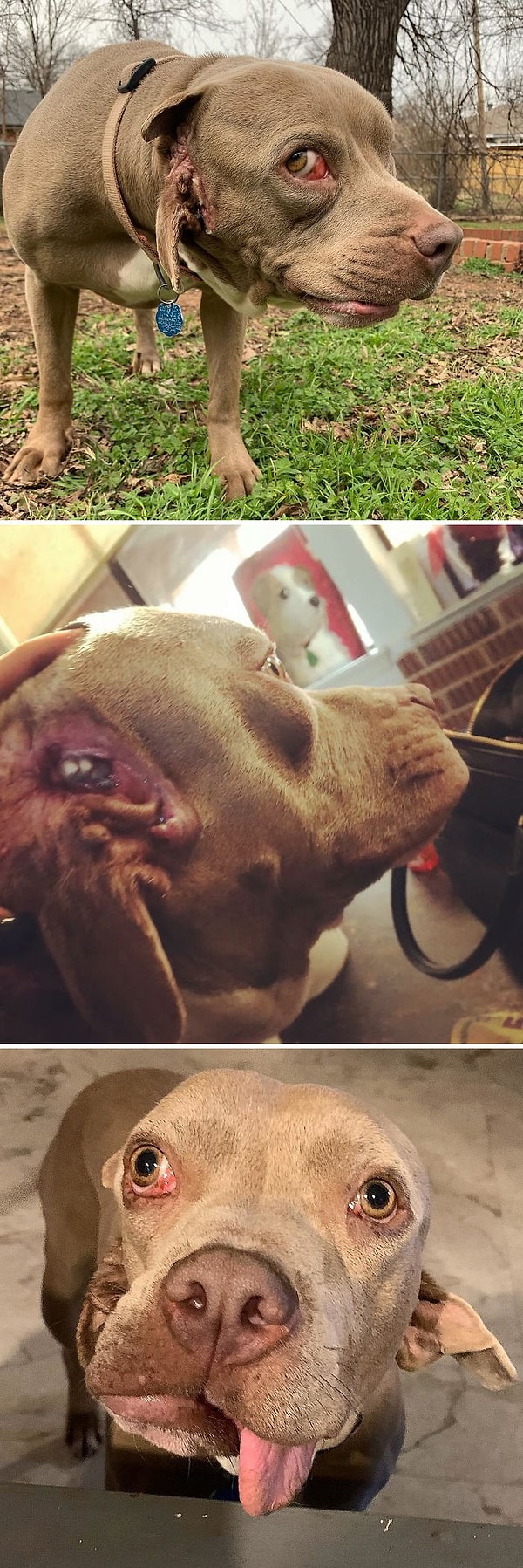 4. Я приютила бродячую собаку с двумя ртами - один из которых находится на ухе