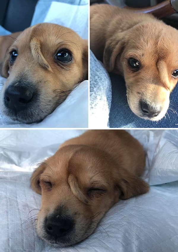 6. Этот щенок-единорог по имени Нарвал был найден брошенным. У него дополнительный хвостик на лбу