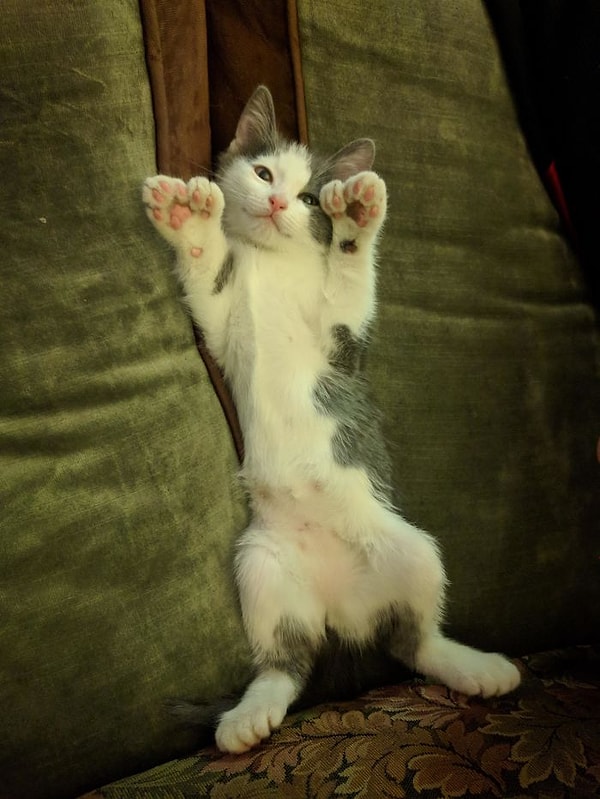 10. Моя кошка полидактильная и у нее 26 пальцев