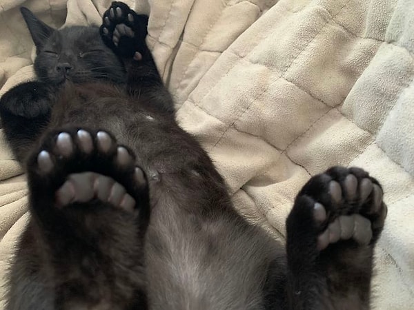 14. Сонный котенок с лишними 6 пальцами