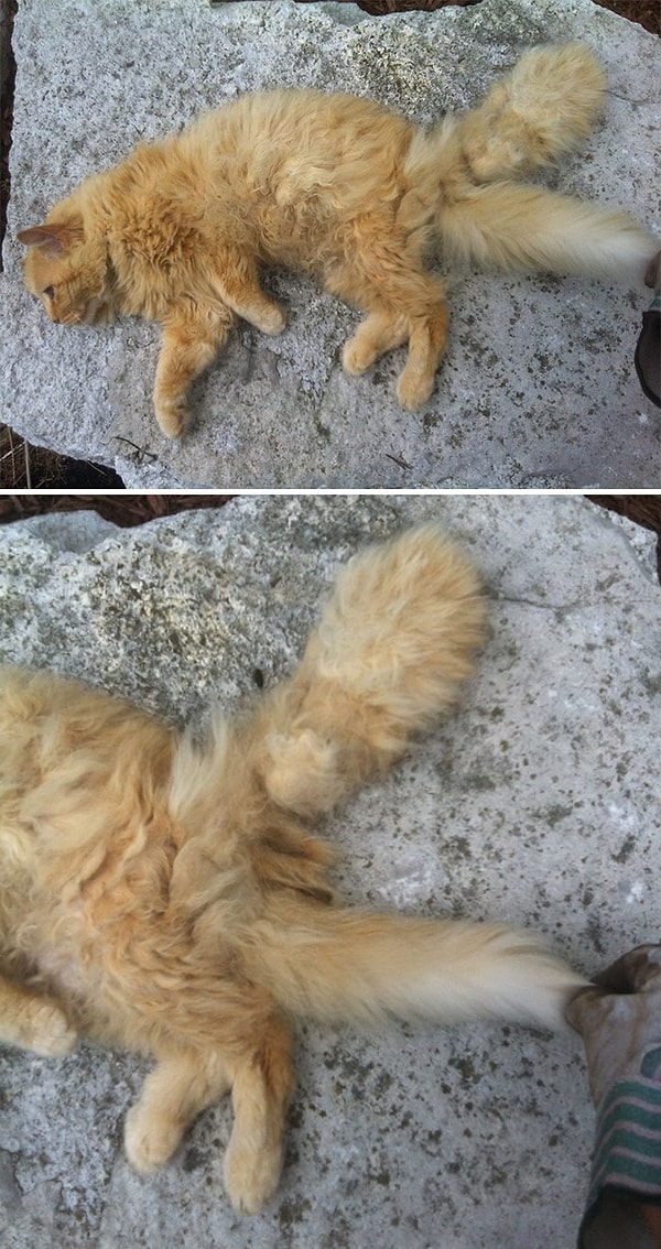 15. Котик с двумя хвостами