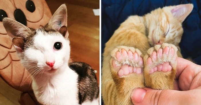 15 домашних животных с уникальными генами, из-за которых они немного напоминают инопланетян