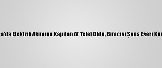 Manisa'da Elektrik Akımına Kapılan At Telef Oldu, Binicisi Şans Eseri Kurtuldu