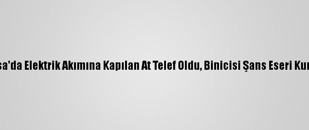 Manisa'da Elektrik Akımına Kapılan At Telef Oldu, Binicisi Şans Eseri Kurtuldu