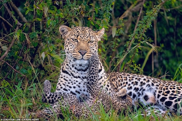 3. «Мне очень понравилось наблюдать за этим нежным моментом между мамой и детенышем. Такое поведение нечасто встречается, и такие сцены редко можно увидеть на таком близком расстоянии", - отмечает Лам.