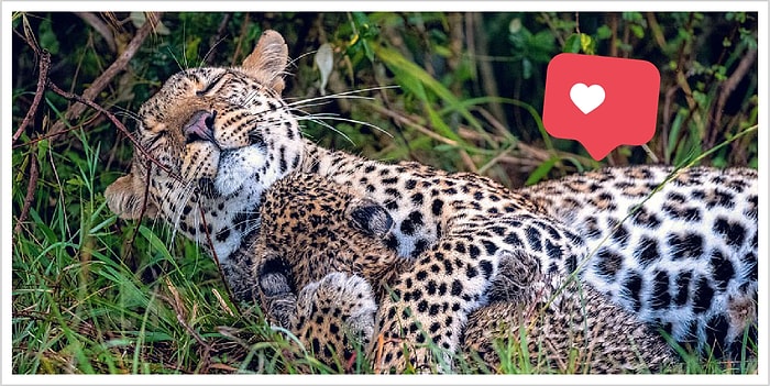 Фотограф дикой природы запечатлел маму-леопарда, трогательно обнимающую своего малыша, и это воистину редкие кадры (5 фото)