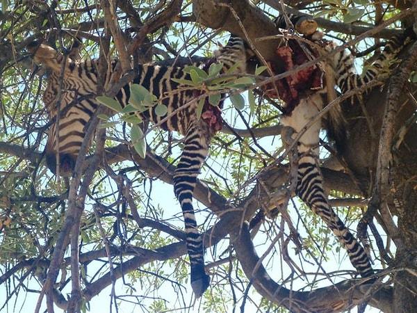 11. "Bir leopar tarafından öldürülen zebra"