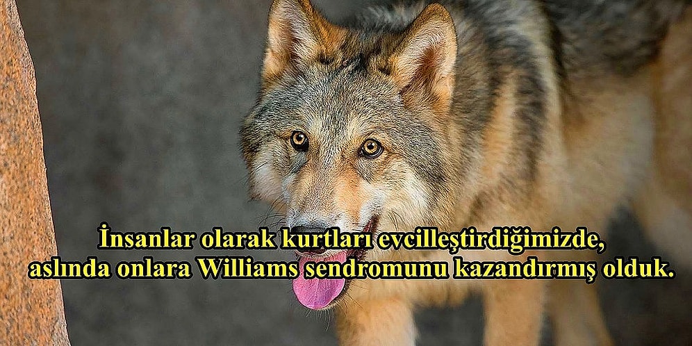 Her Ne Yapıyorsanız Bırakıp Acilen Tanık Olmanız Gereken Birbirinden Tuhaf 15 Olay