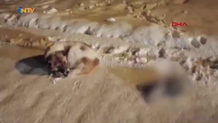 Gözyaşları Sel Oldu! Donarak Ölen Yavrusunun Başından Ayrılmadı