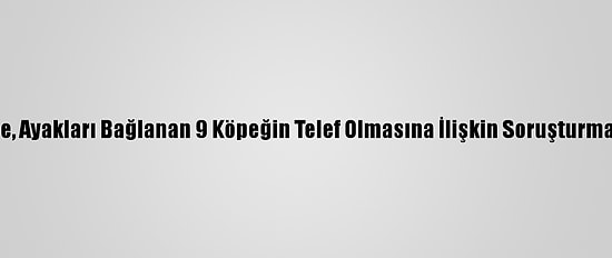 Nevşehir'de, Ayakları Bağlanan 9 Köpeğin Telef Olmasına İlişkin Soruşturma Başlatıldı