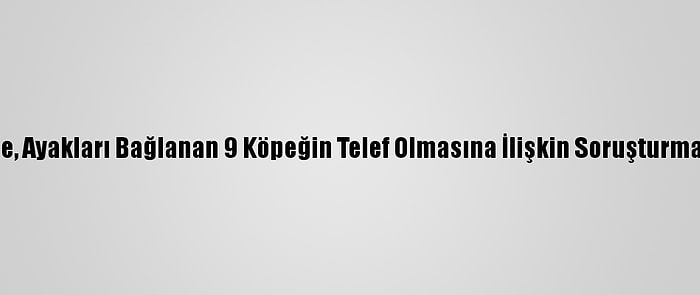 Nevşehir'de, Ayakları Bağlanan 9 Köpeğin Telef Olmasına İlişkin Soruşturma Başlatıldı