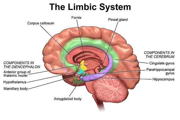 Cevabın kalpte olacağını düşünen arkadaşları böyle alalım çünkü yanılıyorlar: Nedeni beyindeki limbik sistem!