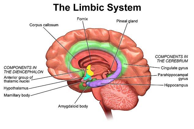Cevabın kalpte olacağını düşünen arkadaşları böyle alalım çünkü yanılıyorlar: Nedeni beyindeki limbik sistem!
