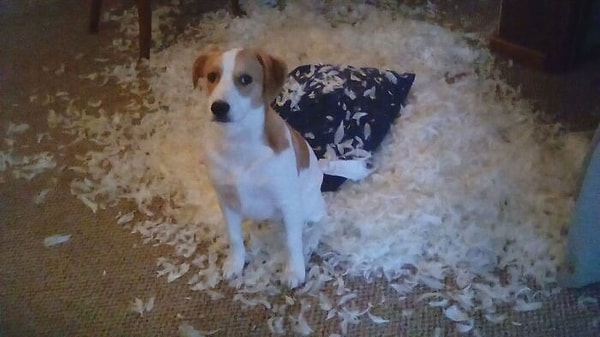 2. Единственный раз, когда  поймала его на месте преступления