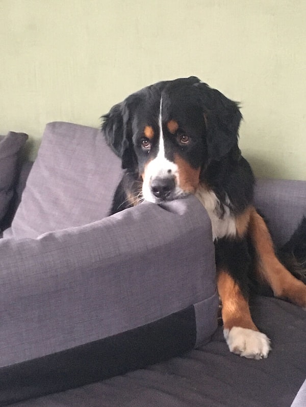 15. Что может быть вкуснее дивана!