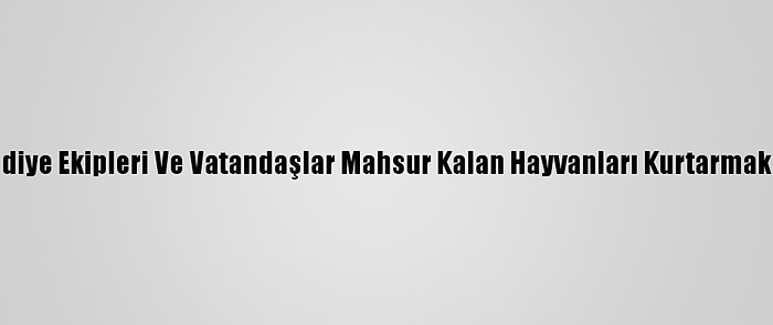 Kırklareli'nde Belediye Ekipleri Ve Vatandaşlar Mahsur Kalan Hayvanları Kurtarmak İçin Seferber Oldu