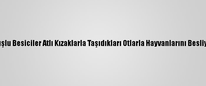 Muşlu Besiciler Atlı Kızaklarla Taşıdıkları Otlarla Hayvanlarını Besliyor