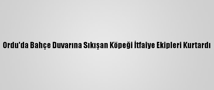 Ordu'da Bahçe Duvarına Sıkışan Köpeği İtfaiye Ekipleri Kurtardı