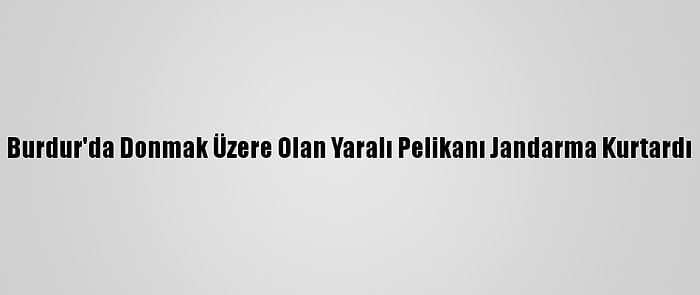 Burdur'da Donmak Üzere Olan Yaralı Pelikanı Jandarma Kurtardı