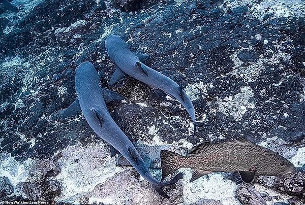 На высоте: пара белоперых рифовых акул уплыла вместе после спаривания