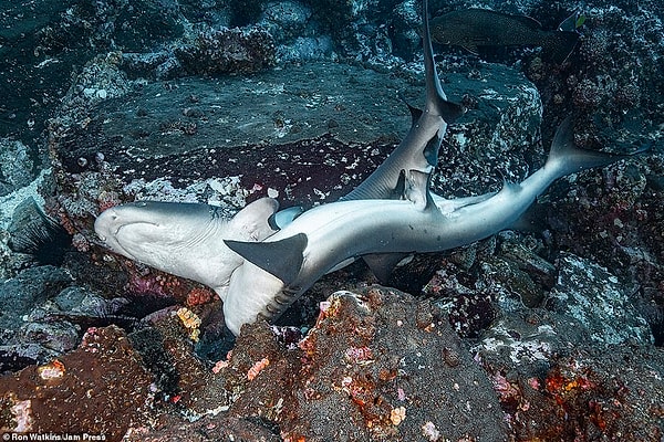 Момент страсти: влюбленные меняли положение во время брачного ритуала, становясь параллельно морскому дну.