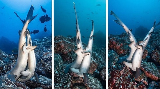 "Кажется нам нужна кровать побольше", или Редкие кадры спаривания акул