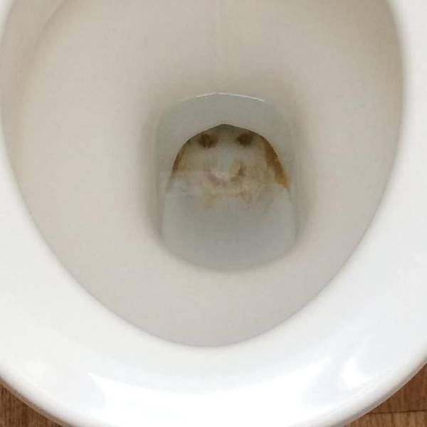 11. "Унитаз в только что арендованной квартире насмешливо улыбается нам, и мне никак не отмыть эту улыбку!"