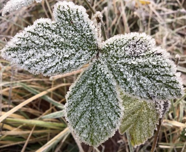 11. "Посмотрите, как обледенел этот листок".