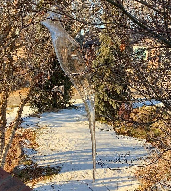 14. "Ледышка в форме птицы, которую мы обнаружили сегодня утром на переднем дворе".