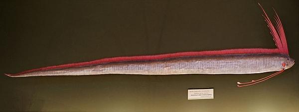 Kürek balığı olarak da bilinen kral ringa balığının aslında ringa balıkları ile bir akrabalığı bulunmuyor.