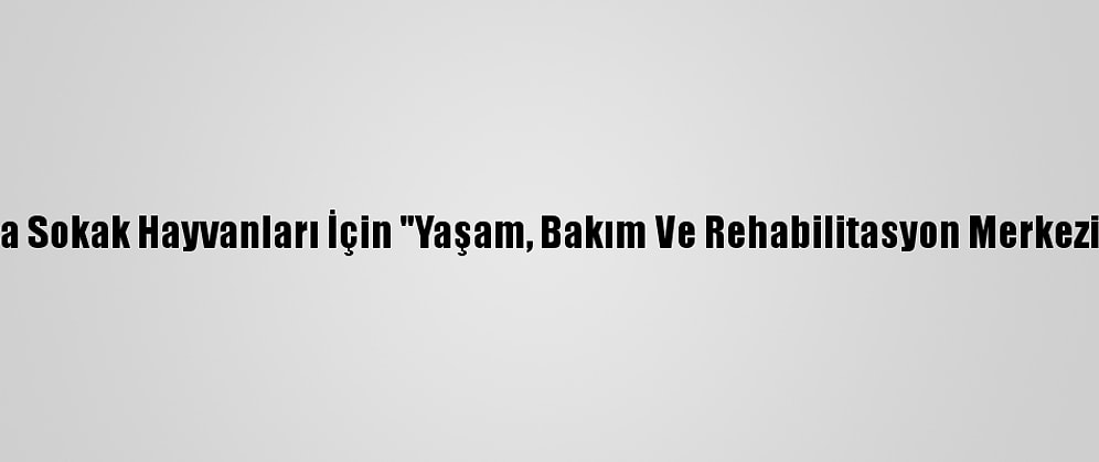 Zonguldak'ta Sokak Hayvanları İçin "Yaşam, Bakım Ve Rehabilitasyon Merkezi" Kurulacak