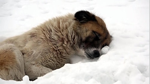 Yavruları Donarak Ölen Anne Köpek 5 Gündür Başlarından Ayrılmıyor...