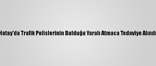 Hatay'da Trafik Polislerinin Bulduğu Yaralı Atmaca Tedaviye Alındı