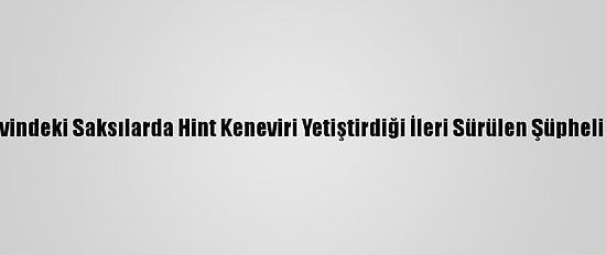 Hatay'da Evindeki Saksılarda Hint Keneviri Yetiştirdiği İleri Sürülen Şüpheli Yakalandı