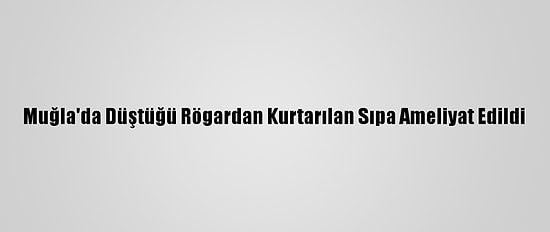 Muğla'da Düştüğü Rögardan Kurtarılan Sıpa Ameliyat Edildi