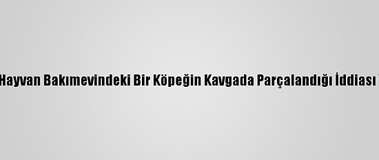 Mersin'de Hayvan Bakımevindeki Bir Köpeğin Kavgada Parçalandığı İddiası Yalanlandı