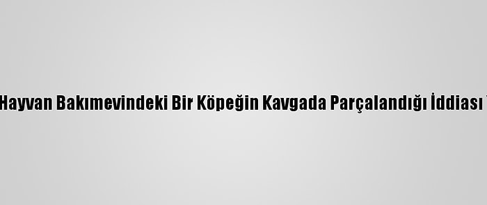 Mersin'de Hayvan Bakımevindeki Bir Köpeğin Kavgada Parçalandığı İddiası Yalanlandı