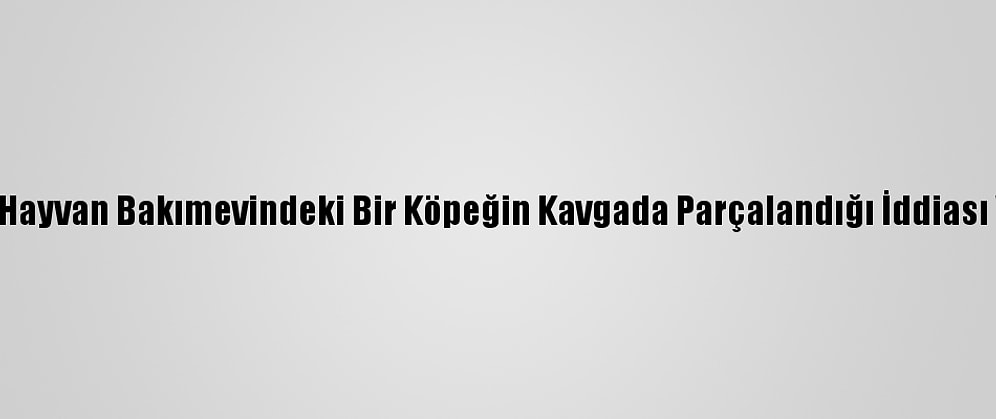 Mersin'de Hayvan Bakımevindeki Bir Köpeğin Kavgada Parçalandığı İddiası Yalanlandı