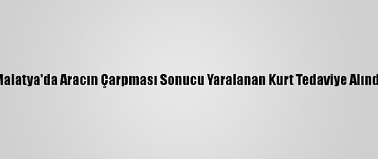 Malatya'da Aracın Çarpması Sonucu Yaralanan Kurt Tedaviye Alındı