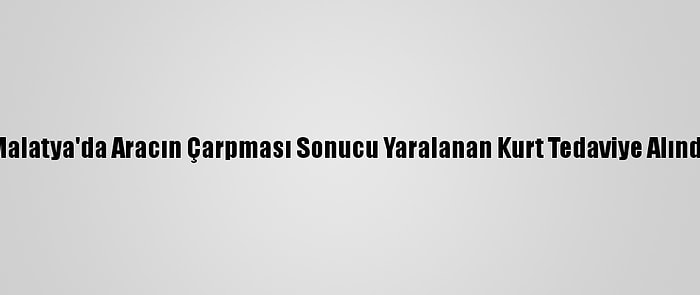 Malatya'da Aracın Çarpması Sonucu Yaralanan Kurt Tedaviye Alındı