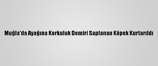 Muğla'da Ayağına Korkuluk Demiri Saplanan Köpek Kurtarıldı