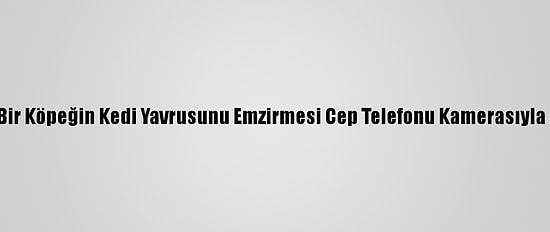 Burdur'da Bir Köpeğin Kedi Yavrusunu Emzirmesi Cep Telefonu Kamerasıyla Kaydedildi