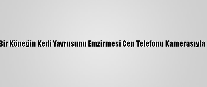 Burdur'da Bir Köpeğin Kedi Yavrusunu Emzirmesi Cep Telefonu Kamerasıyla Kaydedildi