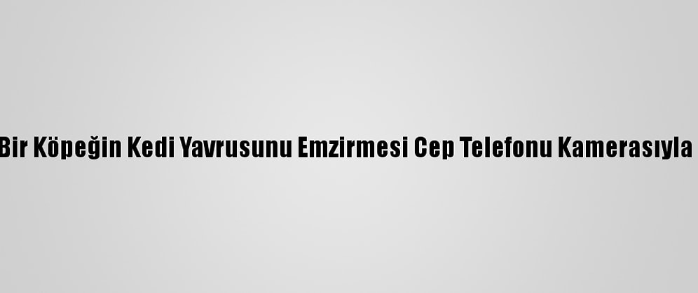 Burdur'da Bir Köpeğin Kedi Yavrusunu Emzirmesi Cep Telefonu Kamerasıyla Kaydedildi