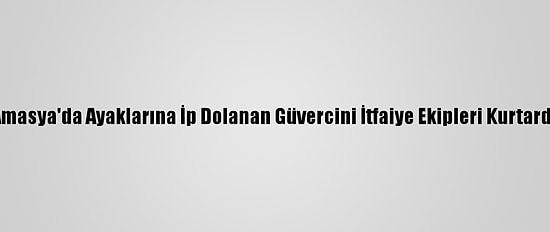 Amasya'da Ayaklarına İp Dolanan Güvercini İtfaiye Ekipleri Kurtardı