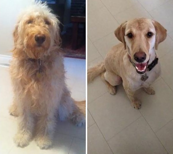 8. Моему другу пришлось трижды осмотреть песика, чтобы убедиться, что он привел домой свою собаку